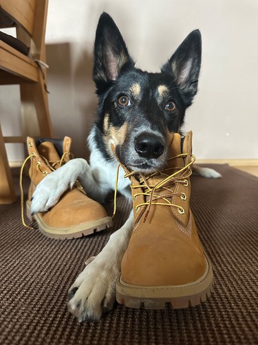 Original timberland boots - boots,